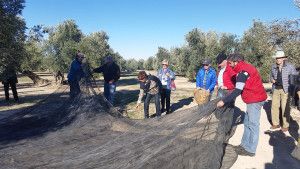 Read more about the article Olive growers for a day